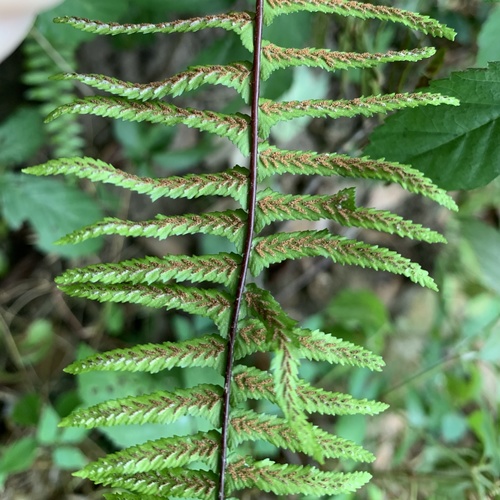 ebony spleenwort