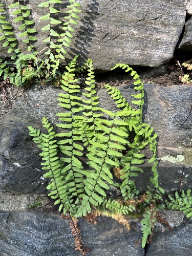 ebony spleenwort