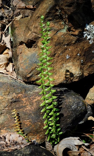 ebony spleenwort