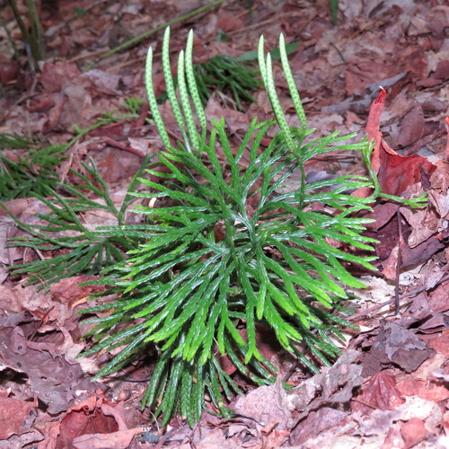 fan clubmoss