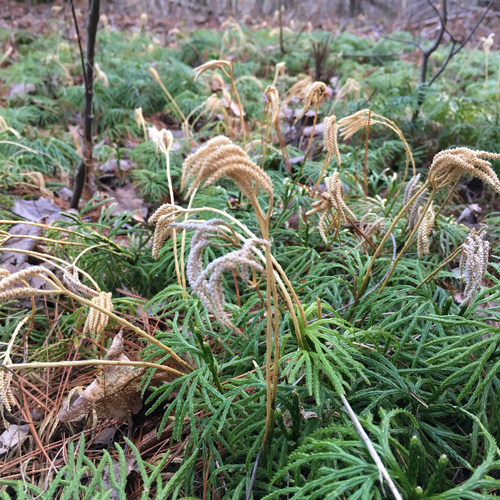 fan clubmoss