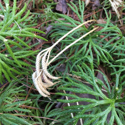 fan clubmoss