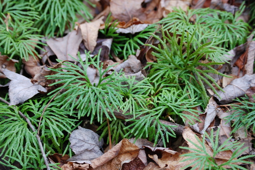 fan clubmoss