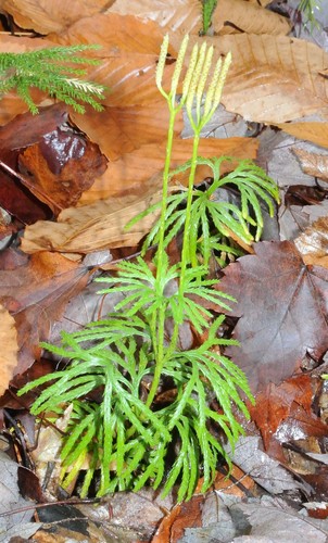 fan clubmoss