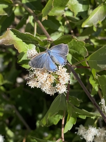 Red-banded Hairstreak
