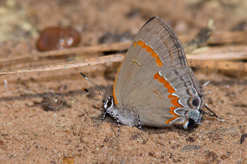Red-banded Hairstreak