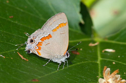 Red-banded Hairstreak