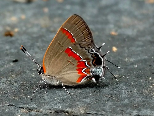 Red-banded Hairstreak