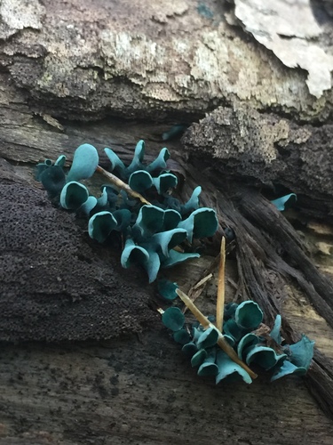 Green Wood Cup