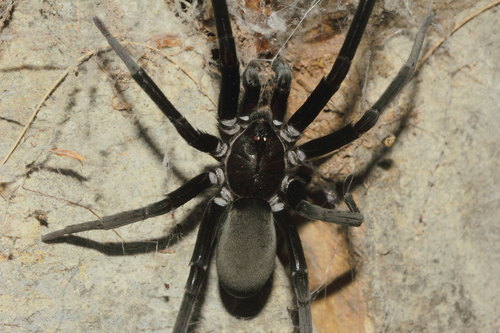 Southern House Spider