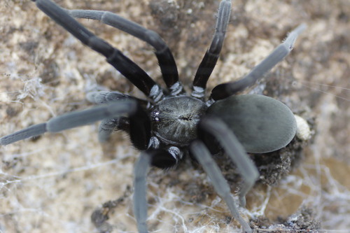 Southern House Spider