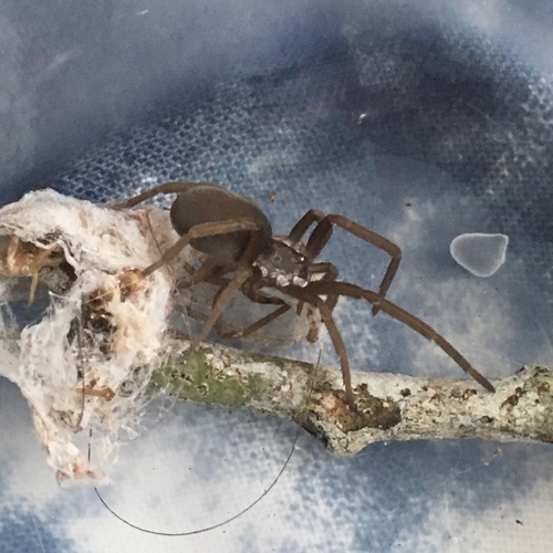 Southern House Spider