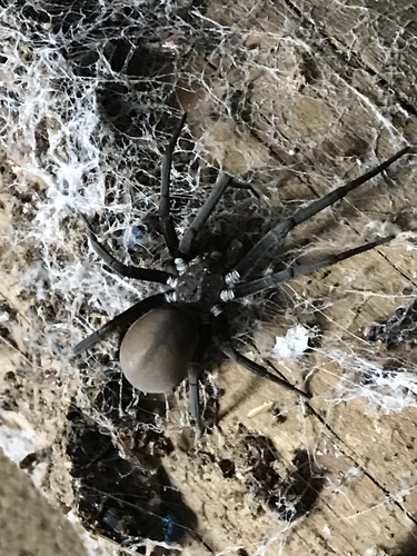 Southern House Spider