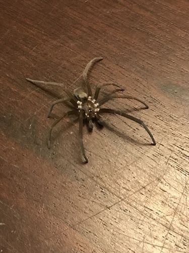 Southern House Spider
