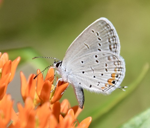 Eastern Tailed-Blue