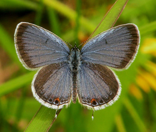 Eastern Tailed-Blue