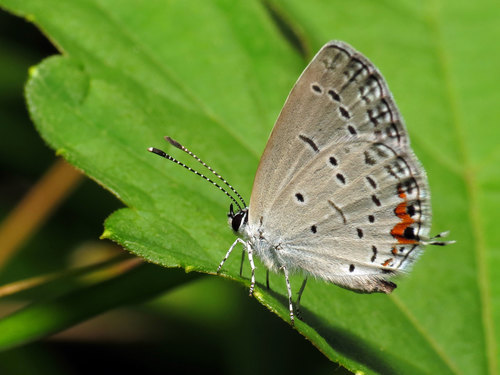 Eastern Tailed-Blue