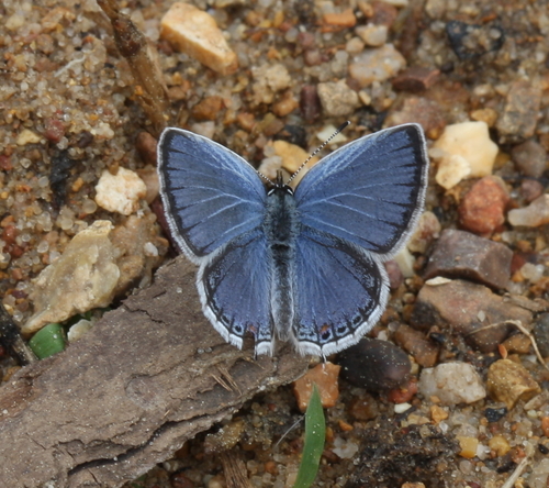 Eastern Tailed-Blue