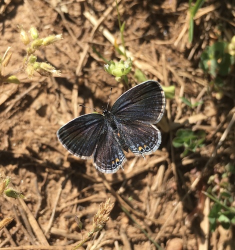 Eastern Tailed-Blue