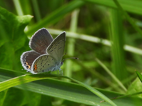 Eastern Tailed-Blue