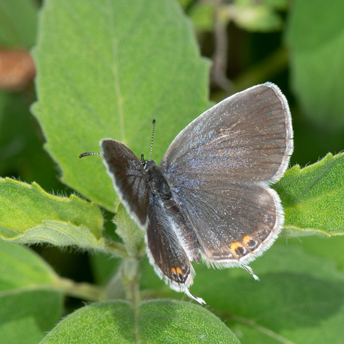 Eastern Tailed-Blue