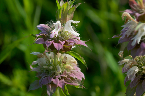 lemon beebalm