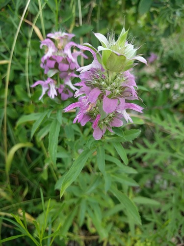 lemon beebalm