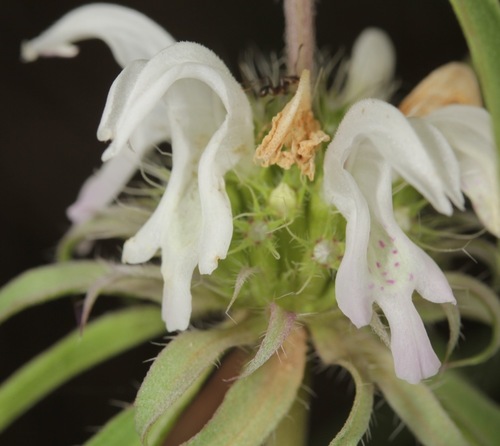 lemon beebalm