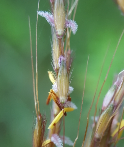Indiangrass