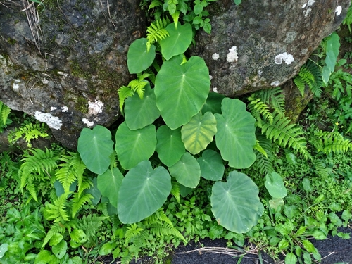 Taro