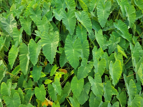 Taro