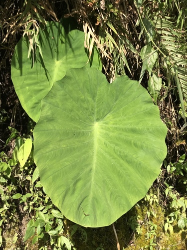 Taro