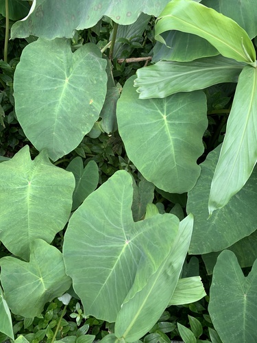 Taro