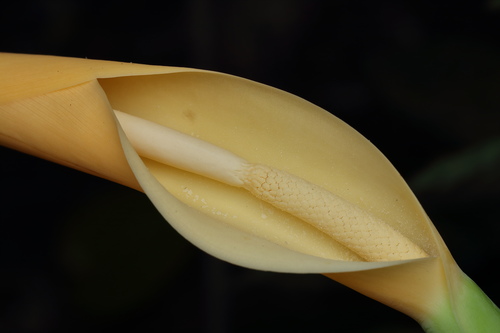 Taro