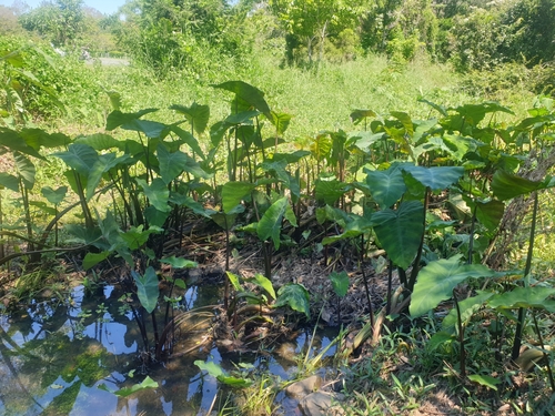 Taro