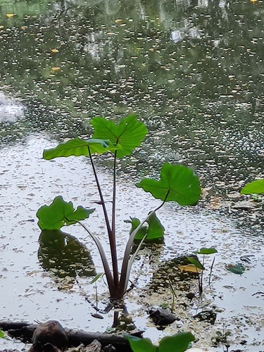 Taro