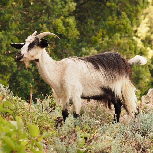 Domestic Goat