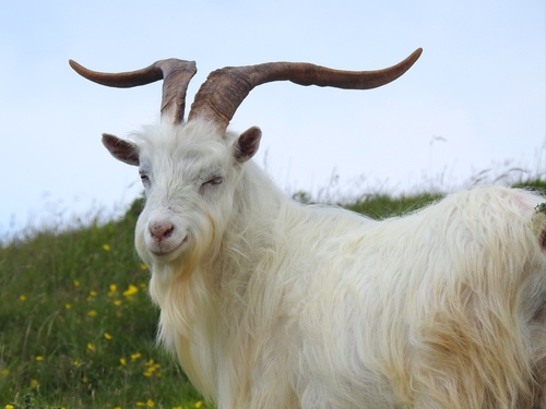 Domestic Goat