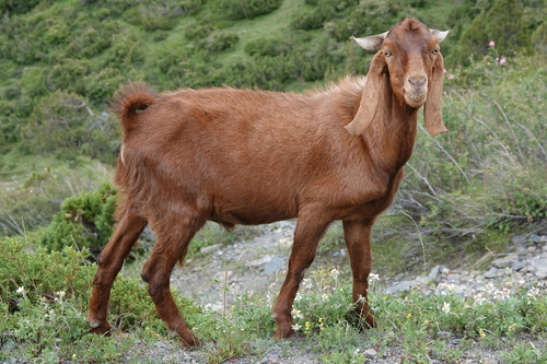 Domestic Goat