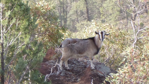 Domestic Goat
