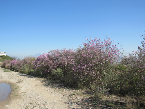 cenizo