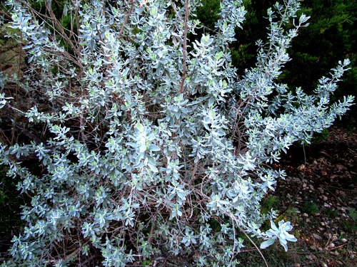 cenizo