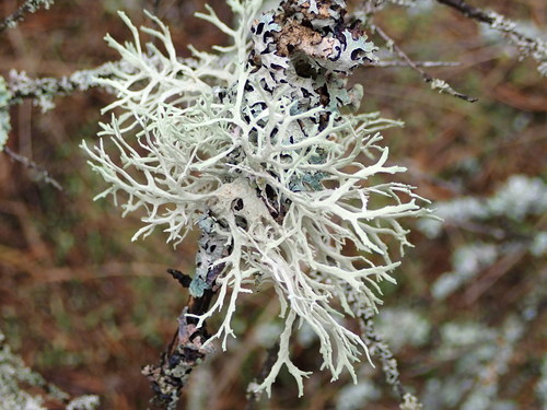 Oakmoss