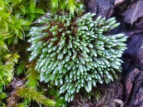 Silvery Bryum