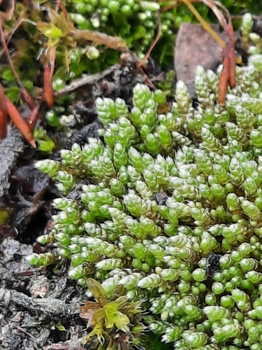 Silvery Bryum