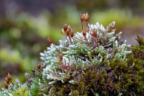 Silvery Bryum