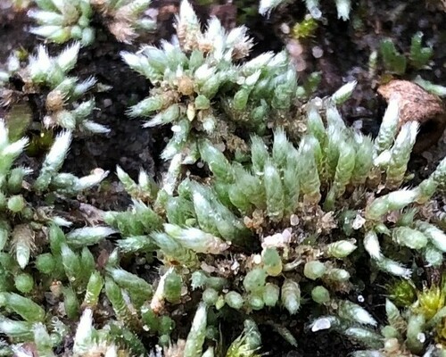 Silvery Bryum