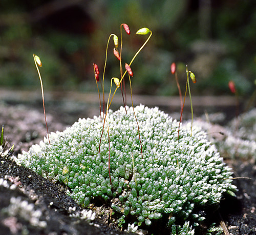 Silvery Bryum