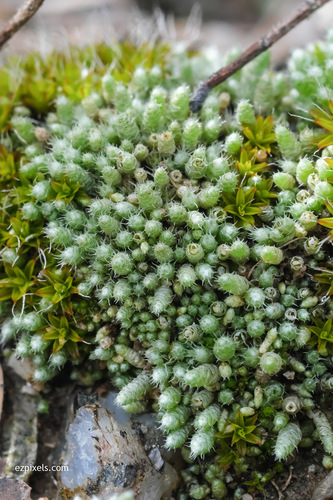 Silvery Bryum