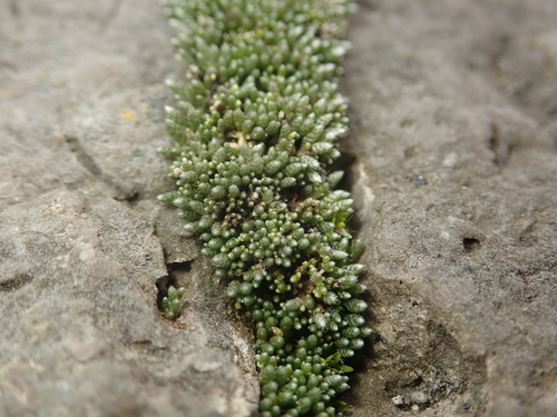 Silvery Bryum